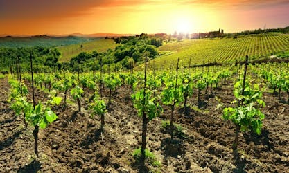 Chianti sunset excursion with wine tasting and optional dinner